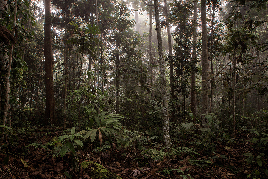 Penan, Borneo, Anholzung